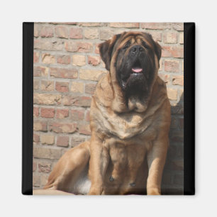 Íman velho Mastiff inglês