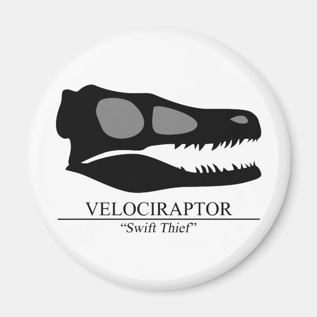 Íman Velociraptor Skull (Frente)