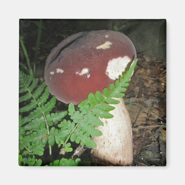 Íman Velvet Mushroom Magnet (Frente)