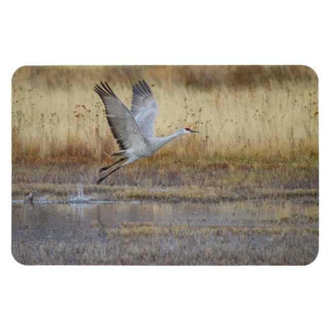 Íman Venha voar comigo, Sandhill Crane Magnet (Horizontal)