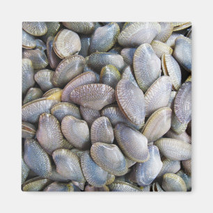 Íman Vênus Clam [ห อ ย ล า ย]