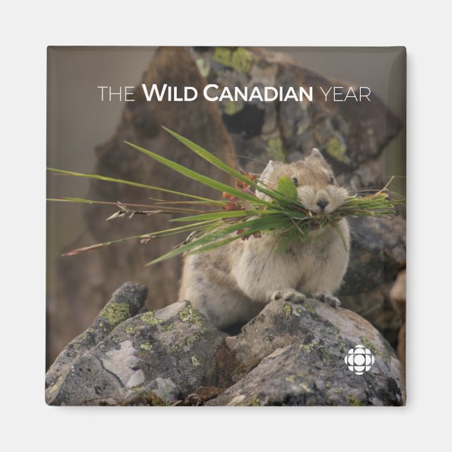 Íman Verão - América Latina (Frente)