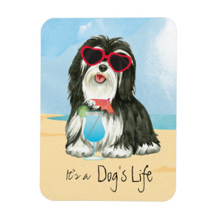 Íman Verão Havanese