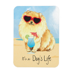 Íman Verão Pomeranian