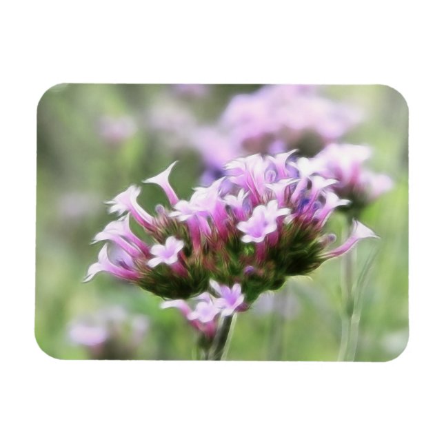 Íman Verbena Bonariensis (Horizontal)