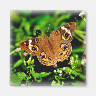 Íman Verdadeiras Cores - Magneta Butterfly Buckeye