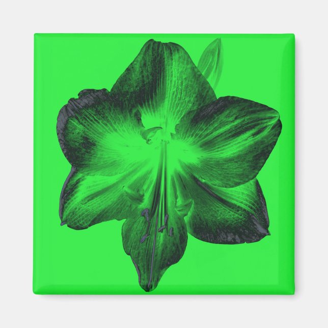 Íman Verde Escuro sobre o Amaryllis Verde Claro (Frente)