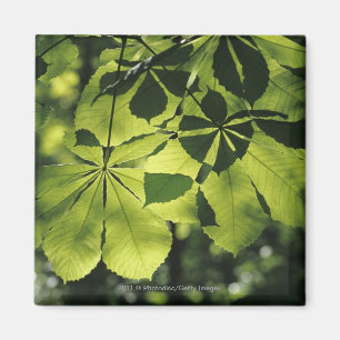 Íman Verde sete folhas do ponto com iluminação de Sun