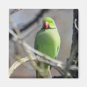 Íman verde-vívido