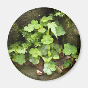 Íman Verdes pequenos