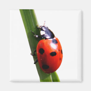 Íman Vermelho bonito joaninha manchado