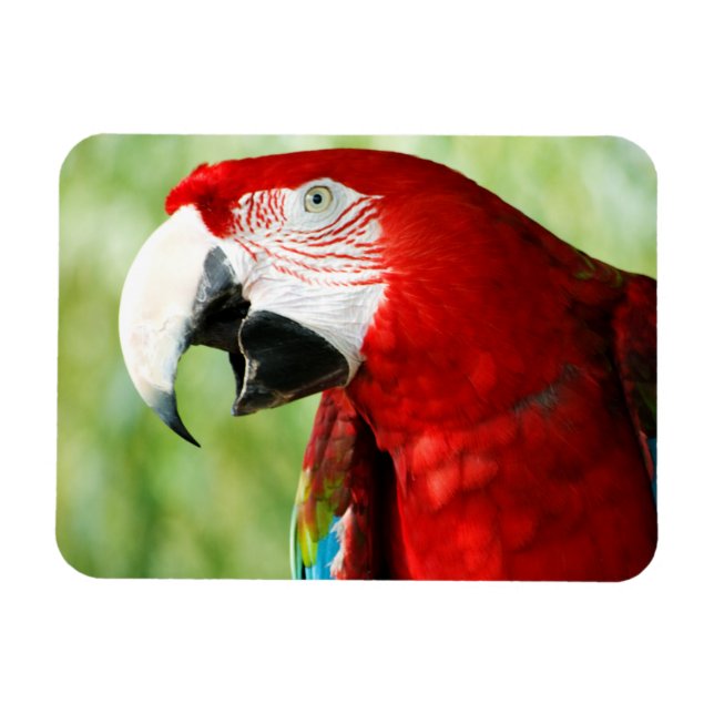 Íman Vermelho Brilhante (Horizontal)