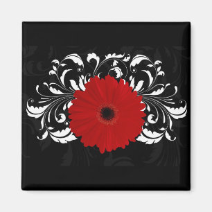 Íman Vermelho brilhante Gerbera Daisy em preto