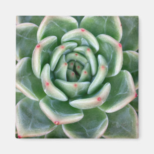 Íman Vermelho verde Succulent derrubado