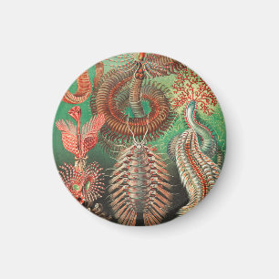Íman Vermes, Annelids Chaetopoda, por Ernst Haeckel