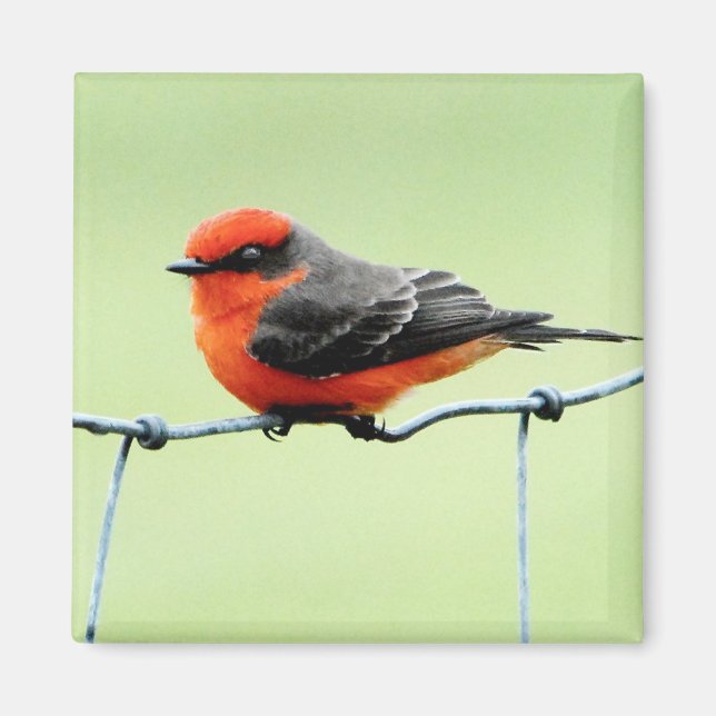Íman Vermilion Flycatcher - Magnet (Frente)