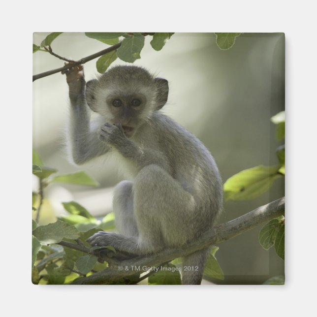 Íman Vervet Monkey, Zimbabué (Frente)