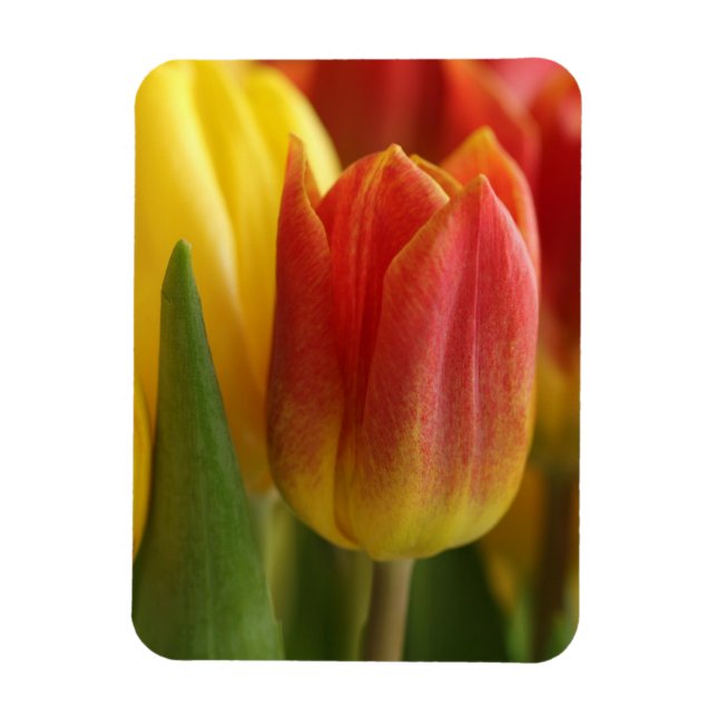 Íman Vibrant Yellow and Red Tulips Garden Photo Magnet (Vertical)