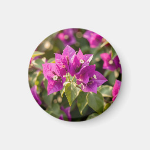 Íman Vibrante Flor de Bougainvillea Roxa Magenta