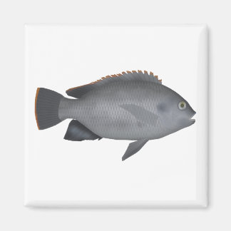 Íman Victoria Tilapia