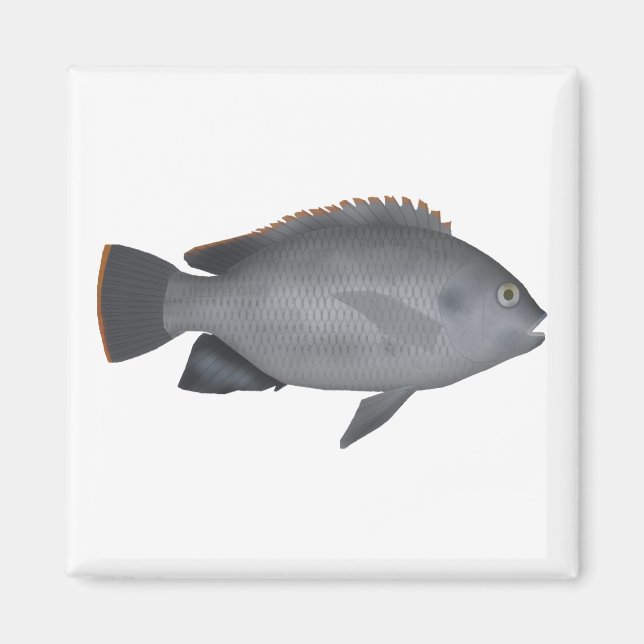 Íman Victoria Tilapia (Frente)