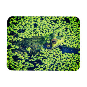 Íman Vida da lagoa dos anfíbios do sapo verde