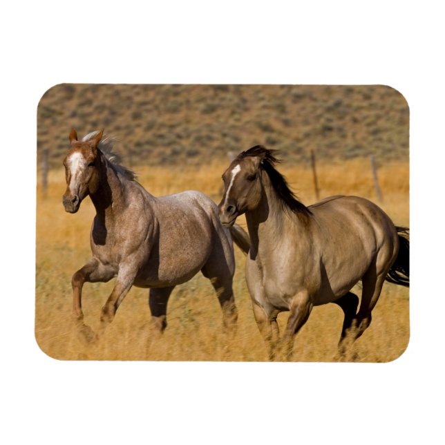 Íman Vida no Rancho em The Ponderosa Ranch (Horizontal)