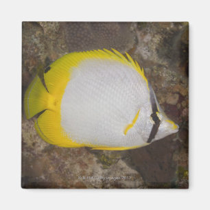 Íman Vida subaquática, PEIXE: Spotfin colorido