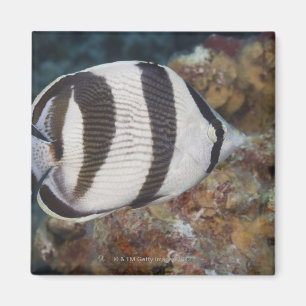 Íman Vida subaquática; PEIXES: Um Butterflyfish unido