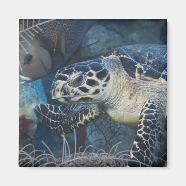 Íman Vida Submarina: Uma Tartaruga Marítima Hawksbill (Frente)