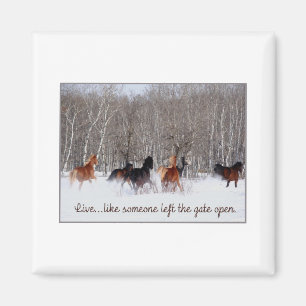 Íman Vida viva...Como alguém deixou o portão aberto!