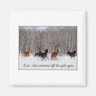 Íman Vida viva...Como alguém deixou o portão aberto!