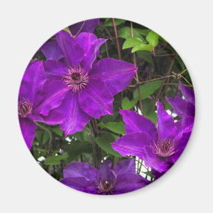 Íman Videira roxa brilhante do Clematis de Jackmanii