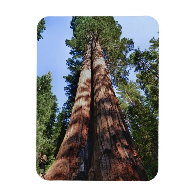 Íman Vídeo de mulheres na base da Sequoia massiva (Vertical)