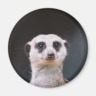 Íman Vigia de Meerkat