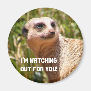 Íman Vigia de Meerkat