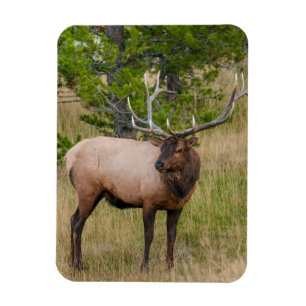 Íman Vila Elk Lake Parque Nacional Yellowstone Wyoming