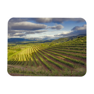 Íman Vineyard. Vale Napa. Napa. Condado de Napa,