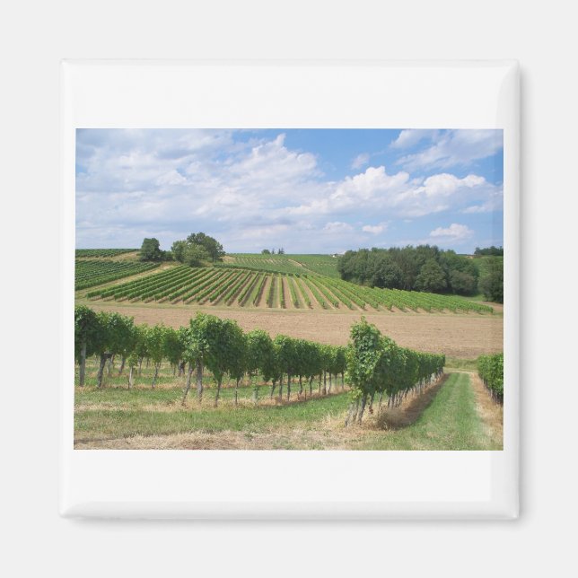 Íman Vineyard - Vinhedo (Bordéus - França) 04 (Frente)