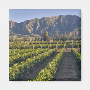 Íman Vinhas de Cabernet Sauvignon em Huailai Rongchen
