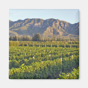 Íman Vinhas de Cabernet Sauvignon em Huailai Rongchen 2