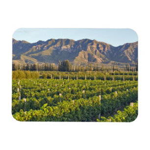 Íman Vinhas de Cabernet Sauvignon em Huailai Rongchen 2