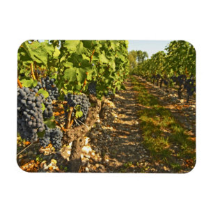 Íman Vinhas de Cabernet Sauvignon em uma fileira na