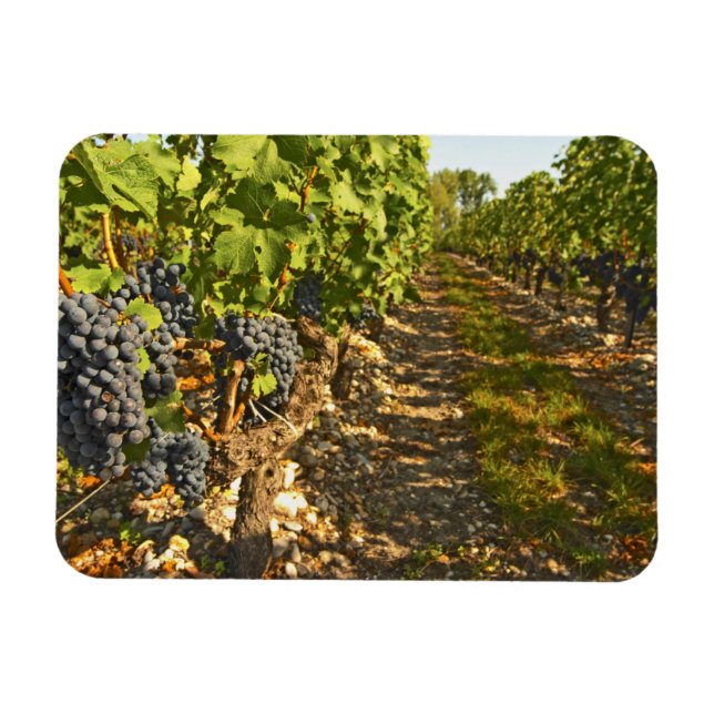Íman Vinhas de Cabernet Sauvignon em uma fileira na (Horizontal)