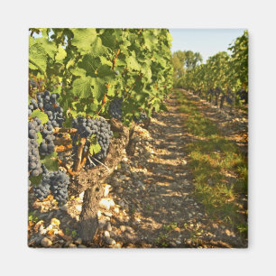Íman Vinhas de Cabernet Sauvignon em uma fileira na