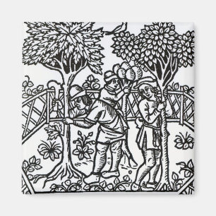 Íman Vinhas Em Tensão