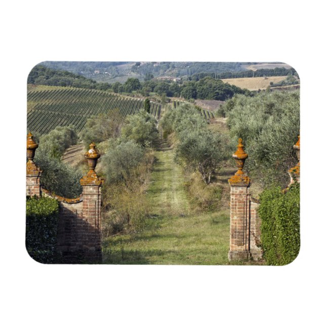 Íman Vinhas, Toscana, Itália (Horizontal)