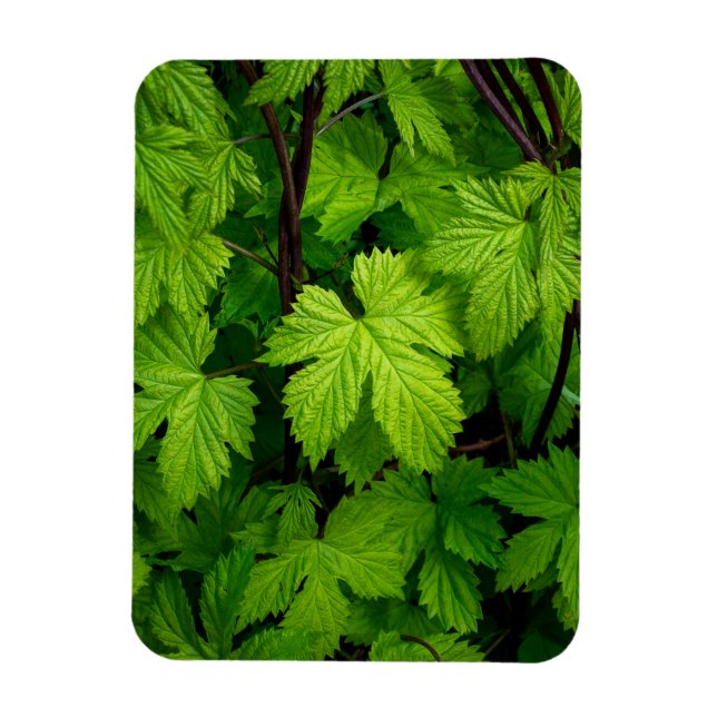 Íman Vinhas verdes (Vertical)