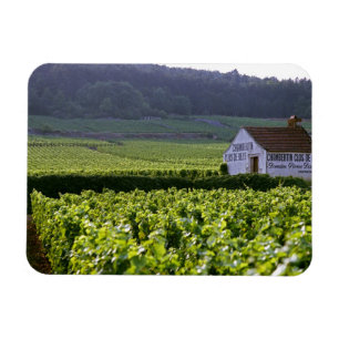 Íman vinhedo Chambertin Clos de Beze Grand Cru com