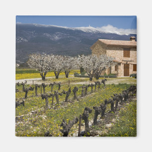 Íman Vinhedo dormente, flores de frutas, casa de pedra,